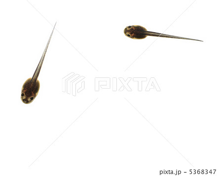 オタマジャクシ 5368347