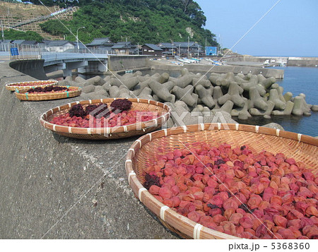 梅の天日干し 梅の天日干し 5368360