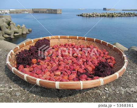 梅の天日干し 5368361