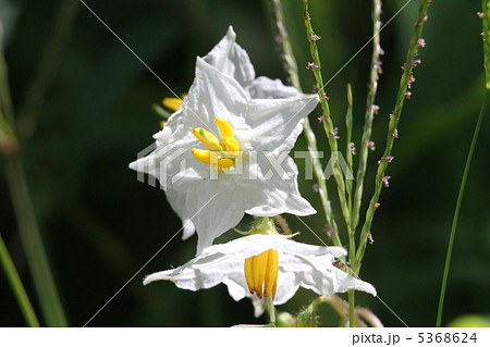 ワルナスビ ワルナスビ 5368624