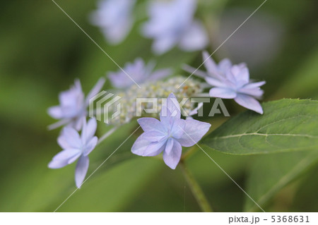 シチダンカ シチダンカ 5368631