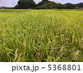 稲作 5368801