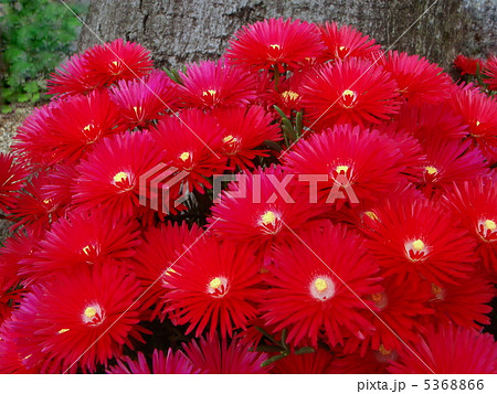 マツバギク 赤 の写真素材