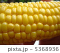 とうもろこし 5368936