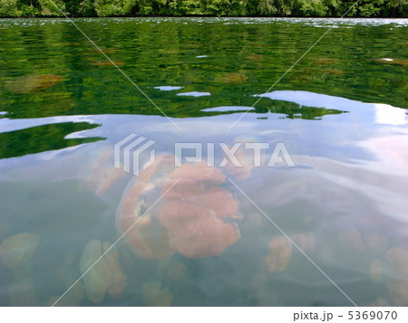 世界遺産、パラオのジェリーフィッシュレイク 5369070