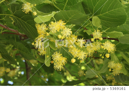 リンデン 5369161