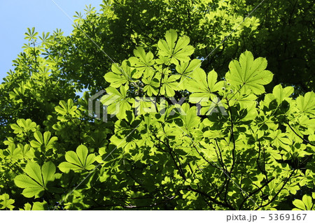 トチノキ 5369167