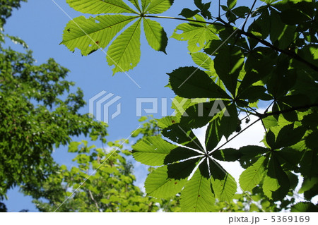 トチノキ トチノキ 5369169
