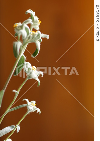 エーデルワイス 5369170