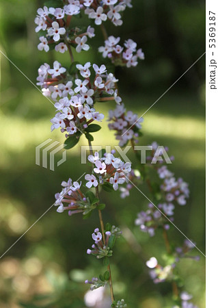 ブッドレア 5369187