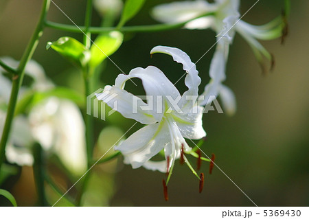白鹿の子百合 5369430
