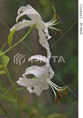 白鹿の子百合 白鹿の子百合 5369431