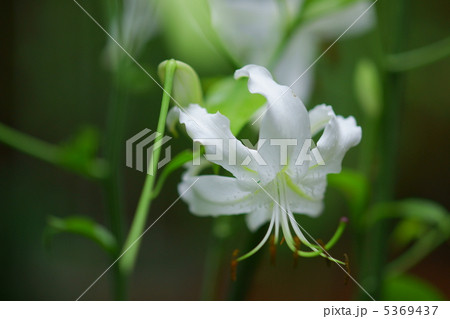 白鹿の子百合 5369437
