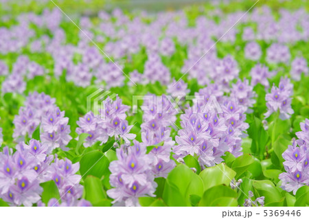 布袋葵・埼玉県加須市（道の駅・「童謡のふる里おおとね」） 5369446