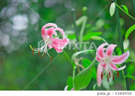 鹿の子百合・ピンク 鹿の子百合・ピンク 5369450