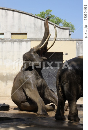 パオー パオー 5369491