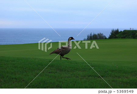 夕暮れ時、緑と青の中を散歩するネネ 5369549