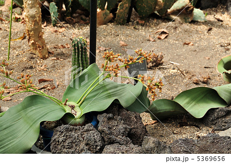 世界三大珍植物 奇想天外 の写真素材