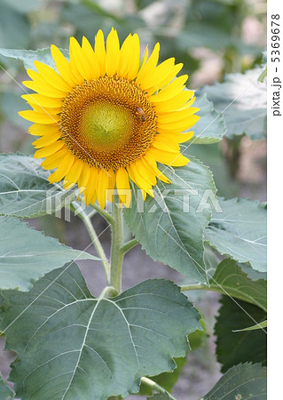 大阪 万博記念公園の向日葵(ひまわり)、品種は「サンスポット」です。 大阪 万博記念公園の向日葵(ひまわり)、品種は「サンスポット」です。 5369678