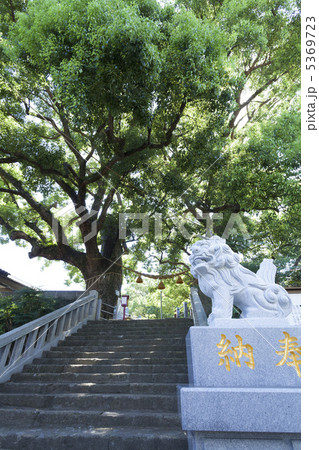 山王神社の被爆クスノキ 5369723