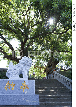 山王神社の被爆クスノキ 山王神社の被爆クスノキ 5369724