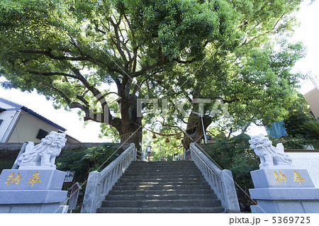 山王神社の被爆クスノキ 山王神社の被爆クスノキ 5369725