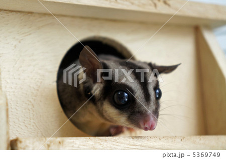 フクロモモンガ3 5369749