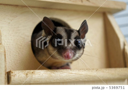 フクロモモンガ5 フクロモモンガ5 5369751