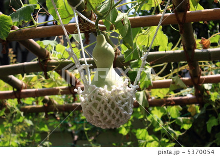 棚のひょうたん 小石川後楽園 東京 棚のひょうたん 小石川後楽園 東京 5370054