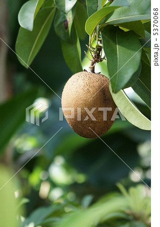 サポジラ サポジラ 5370068