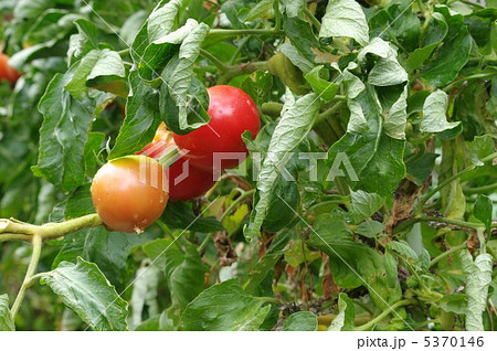 トマト畑 5370146