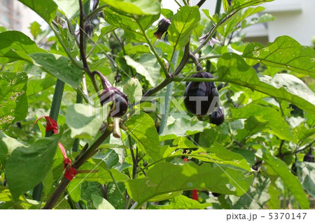 ナス畑 ナス畑 5370147