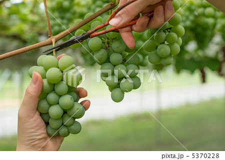 ぶどう狩り 5370228