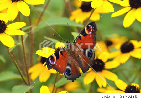 ルドベキアとクジャクチョウ 5370239