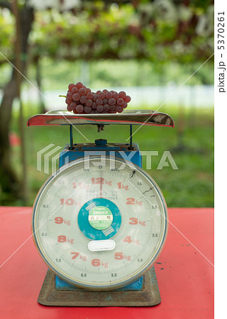 ぶどうの計量 5370261