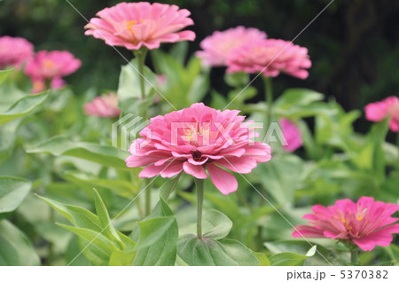 ヒャクニチソウ ヒャクニチソウ 5370382