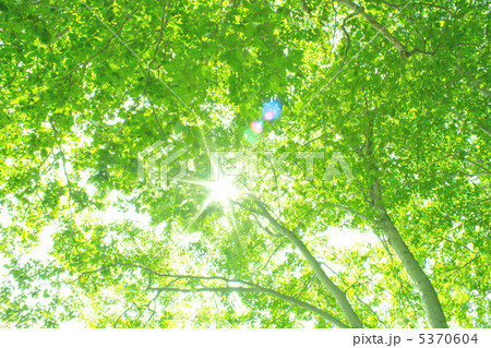 緑のブナ林 緑のブナ林 5370604