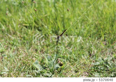 倒立に挑戦する赤とんぼ 倒立に挑戦する赤とんぼ 5370640