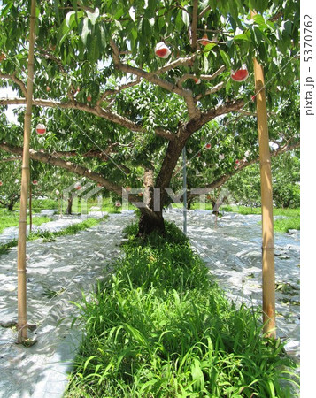 モモの果樹園 5370762