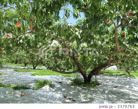モモの果樹園 5370763
