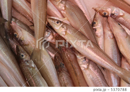 きす きす 5370788