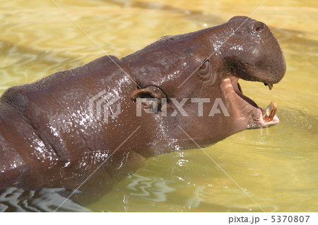 世界の四大珍獣 コビトカバ 世界の四大珍獣 コビトカバ 5370807