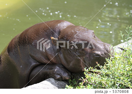 世界の四大珍獣　コビトカバ 5370808