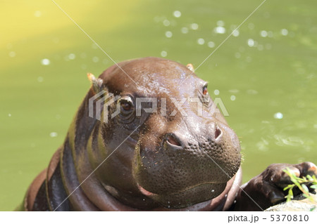 世界の四大珍獣　コビトカバ 5370810