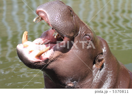世界の四大珍獣 コビトカバ 世界の四大珍獣 コビトカバ 5370811