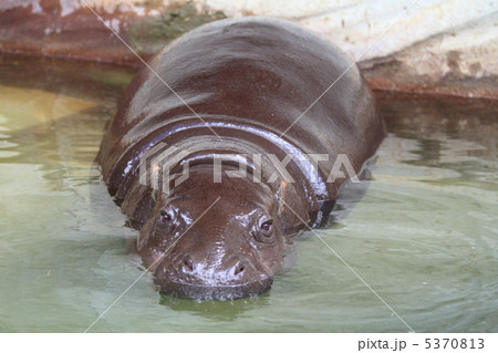 世界の四大珍獣 コビトカバ 世界の四大珍獣 コビトカバ 5370813