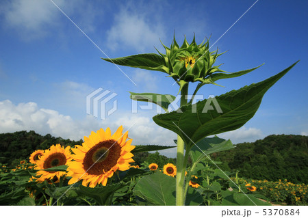 ひまわり１９ 5370884