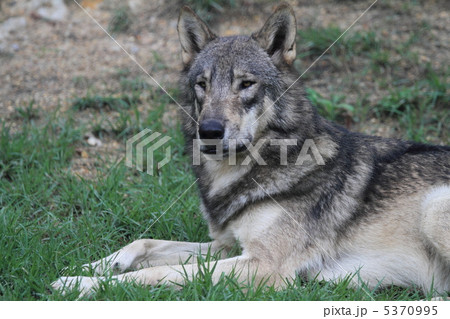 シンリンオオカミ 5370995