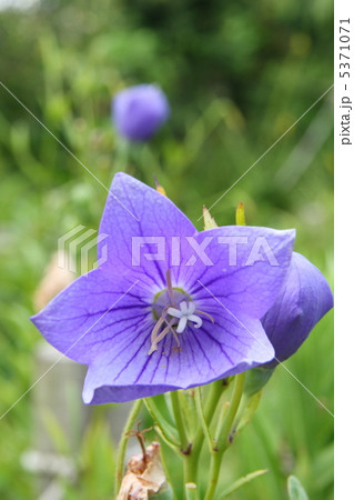 キキョウの花 5371071