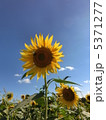 ひまわり 5371277